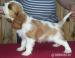Cavalier King Charles  wybitne wystwowe suczki