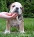 Anglicky bulldog,Bulldog