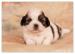 Shih-Tzu šteniatka ( shi-tzu, si-cu, si-tzu )