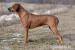 Šteniatka Rhodesian Ridgeback