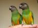 Papoušek senegalský a Kakadu růžový