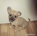 ČIVAVA / CHIHUAHUA /