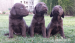 Labrador