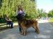LEONBERGER