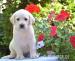LABRADORSKÝ RETRIEVER - ŠTENIATKA