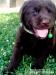 Labrador