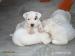 argentínska doga, dogo argentino
