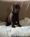 Labrador