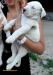 argentínska doga, dogo argentino