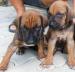 Šteniatka Rhodézskeho ridgebacka