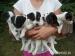 Jack Russel terier