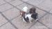 jack russell tetier