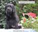 LABRADOR RETRIEVER - ŠTENIATKA