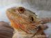 Agama vousatá krásně zbarvená mláďata