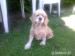 Americky kokrspaniel