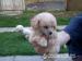 Pudel
