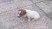 jack russell tetier