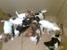 jack russell tetier