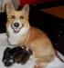 Welsh corgi pembroke