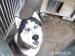 Ariel, młody husky do adopcji