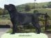 Labrador retriever - čierny psík s PP