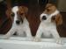 Jack Russell teriér
