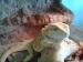 1,5 ročná Agama bradatá