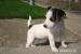 Steniatko Jack Russel Teriar