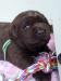 Labrador s PP-černá a tmavě čokoládová šť.