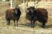 Quesantské ovce - beránci