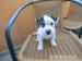 šteniatka jack russel terier