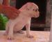 American bulldog - vyber z vrhu