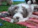 Bearded Collie - posledné šteniatko vzacne farby 