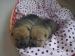 Predám šteniatka Shar-Pei 