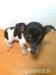 jack russell tetier