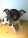 jack russell tetier