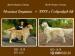Šteniatka Golden Retriever s PP