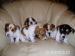 jack rusell terrier
