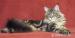 Maine  coon excellente kittens for sale