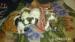 shi tzu
