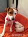 Jack Russel teriér