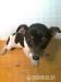 jack russell tetier