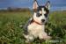 Sibiřský Husky