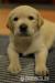 Šteniatka labradorského retrivera