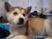 Sibírsky husky