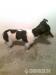jack russell tetier