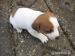Štěňata jack russel terier