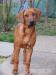 šteniatko Rhodesian Ridgeback s PP