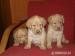 labrador