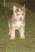 Sibírsky husky-šteniatka